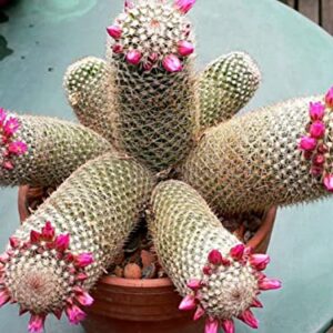 30 Thumb Cactus Seeds - Mammillaria matudae Cacti Seeds - Ships from Iowa, USA - Grow Exotic Succulent Cacti Bonsai