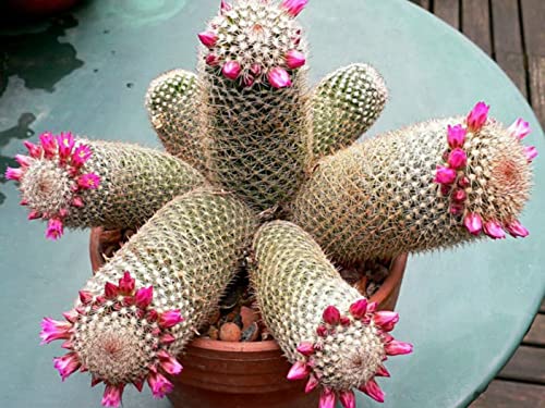 30 Thumb Cactus Seeds - Mammillaria matudae Cacti Seeds - Ships from Iowa, USA - Grow Exotic Succulent Cacti Bonsai