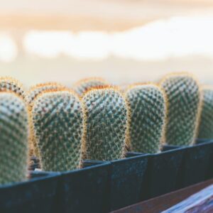 30 Thumb Cactus Seeds - Mammillaria matudae Cacti Seeds - Ships from Iowa, USA - Grow Exotic Succulent Cacti Bonsai