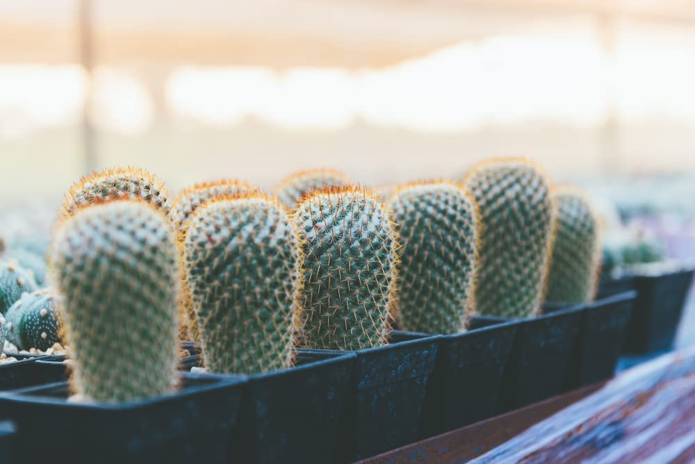 30 Thumb Cactus Seeds - Mammillaria matudae Cacti Seeds - Ships from Iowa, USA - Grow Exotic Succulent Cacti Bonsai