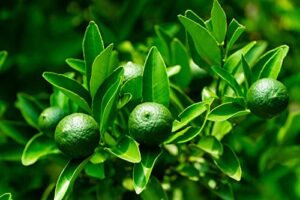 dwarf lime tree seeds for planting - 30+ seeds - ships from iowa, usa