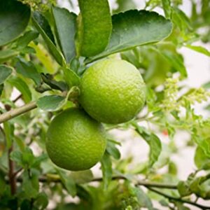 Dwarf Lime Bonsai Tree Seeds for Planting - 20+ Seeds - Ships from Iowa, USA