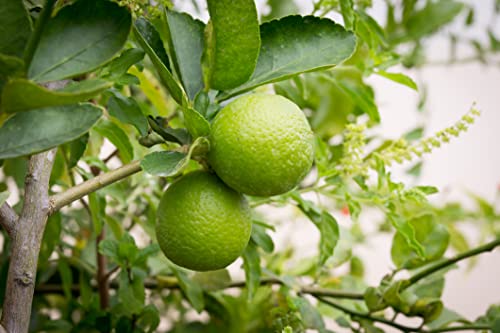 Dwarf Lime Bonsai Tree Seeds for Planting - 20+ Seeds - Ships from Iowa, USA