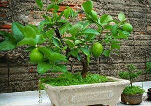 dwarf lime bonsai tree seeds for planting - 20+ seeds - ships from iowa, usa