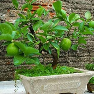 Dwarf Lime Bonsai Tree Seeds for Planting - 20+ Seeds - Ships from Iowa, USA