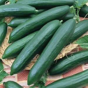 tomorrowseeds - tendergreen burpless cucumber seeds - 30+ count packet - for 2024 english cucumbers european seedless hothouse pickle