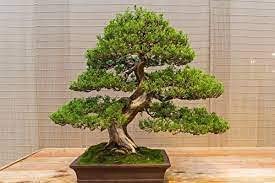 juniper bonsai tree seeds - 50 seeds