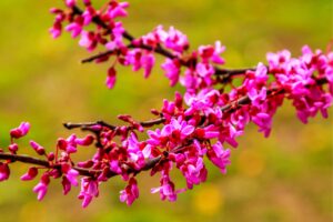 red bud tree seeds to grow - 30+ seeds - exotic flowering tree for yard or bonsai - cercis chinensis - redbud tree