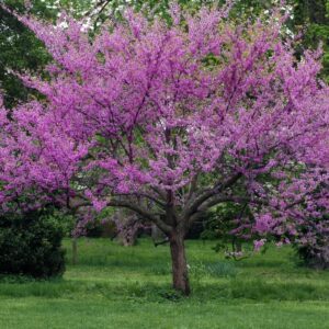 Red Bud Tree Seeds to Grow - 30+ Seeds - Exotic Flowering Tree for Yard or Bonsai - Cercis chinensis - Redbud Tree