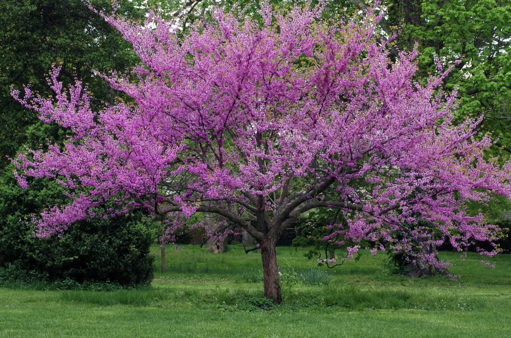 Red Bud Tree Seeds to Grow - 30+ Seeds - Exotic Flowering Tree for Yard or Bonsai - Cercis chinensis - Redbud Tree