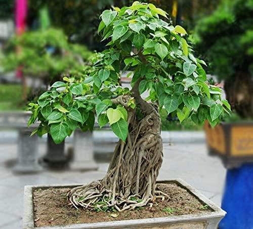 Banyan Bonsai Tree Seeds for Planting - 30 Seeds of Ficus benghalensis - Indian Banian Tree - Ships from Iowa, USA