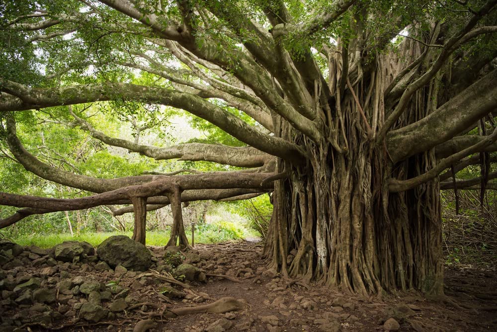 Banyan Bonsai Tree Seeds for Planting - 30 Seeds of Ficus benghalensis - Indian Banian Tree - Ships from Iowa, USA