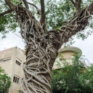 Banyan Tree Seeds for Planting - 20 Seeds of Ficus benghalensis - Indian Banian Tree - Ships from Iowa, USA