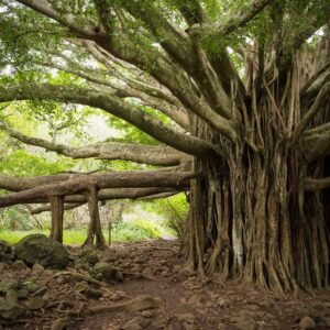 Banyan Tree Seeds for Planting - 20 Seeds of Ficus benghalensis - Indian Banian Tree - Ships from Iowa, USA