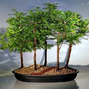 California Dawn Redwood Bonsai Tree Seeds - 30 Seeds - Ships from Iowa, USA