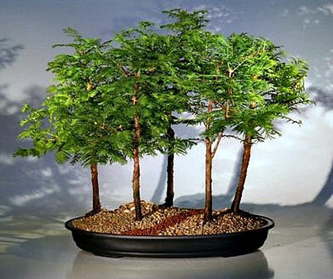 California Dawn Redwood Bonsai Tree Seeds - 30 Seeds - Ships from Iowa, USA