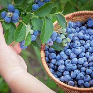 Blueberry Bush Seeds for Planting 250+ Seeds - Northern Blueberry, Vaccinium corymbosum - Made in USA, Ships from Iowa