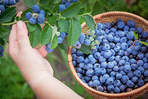 Blueberry Bush Seeds for Planting 250+ Seeds - Northern Blueberry, Vaccinium corymbosum - Made in USA, Ships from Iowa