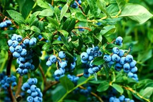 blueberry bush seeds for planting 250+ seeds - northern blueberry, vaccinium corymbosum - made in usa, ships from iowa