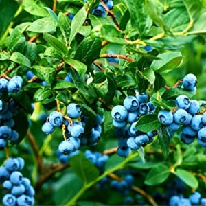 Blueberry Bush Seeds for Planting 250+ Seeds - Northern Blueberry, Vaccinium corymbosum - Made in USA, Ships from Iowa