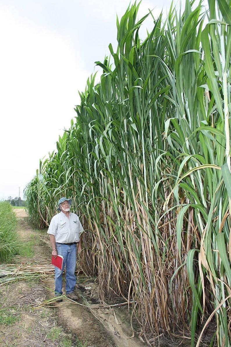 Elephant Grass Seeds - Tallest Grass in The World - Ships from Iowa, Made in USA (500 Seeds)