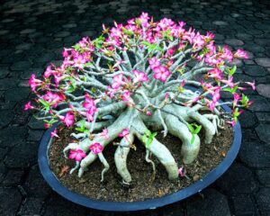 mixed color desert rose seeds | easy to grow adenium obesum - exotic bonsai plant (10 seeds)