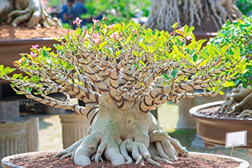 Mixed Color Desert Rose Seeds | Easy to Grow Adenium Obesum - Exotic Bonsai Plant (10 Seeds)