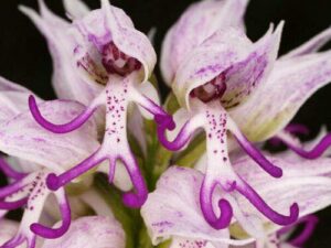50pcs naked man orchid (orchis italica) flower seeds plant seed bonsai garden