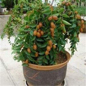 chinese date bonsai tree seeds for planting - 6 seeds - jujube, chinese date, tsao ziziphus jujuba