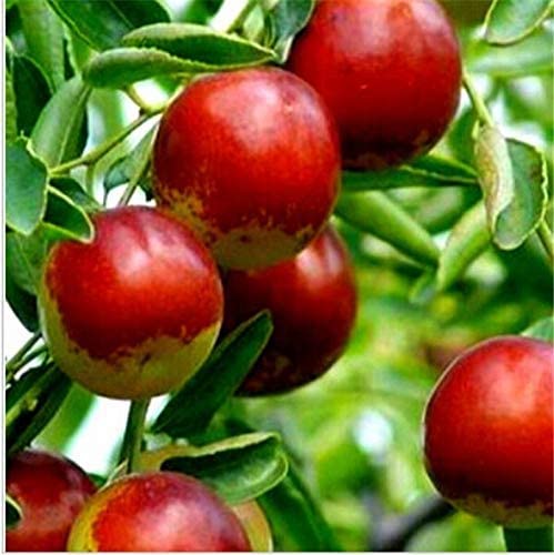 Chinese Date Bonsai Tree Seeds for Planting - 6 Seeds - Jujube, Chinese Date, Tsao Ziziphus Jujuba