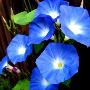 Rare Flower Seeds Blue Color Morning Glory Seeds 100+ Bonsai Big Petunia Beautiful Garden Flowers Fresh Flower Seeds