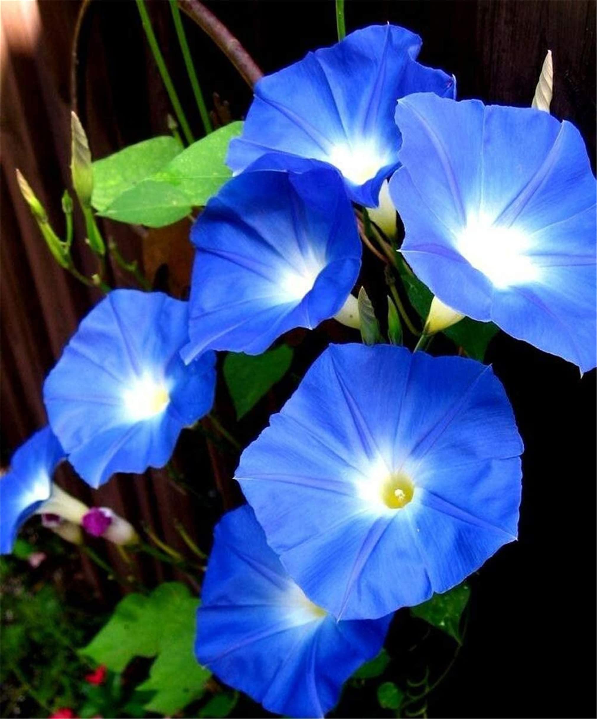 Rare Flower Seeds Blue Color Morning Glory Seeds 100+ Bonsai Big Petunia Beautiful Garden Flowers Fresh Flower Seeds