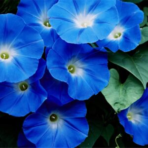 Rare Flower Seeds Blue Color Morning Glory Seeds 100+ Bonsai Big Petunia Beautiful Garden Flowers Fresh Flower Seeds