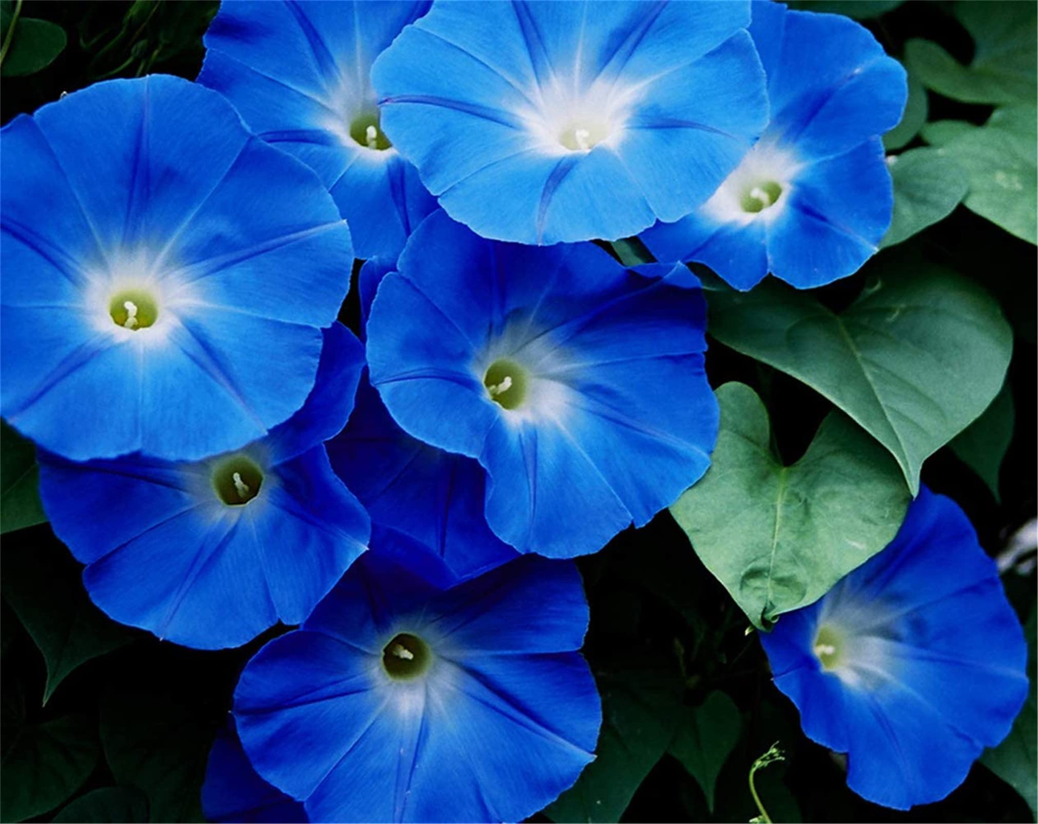 Rare Flower Seeds Blue Color Morning Glory Seeds 100+ Bonsai Big Petunia Beautiful Garden Flowers Fresh Flower Seeds