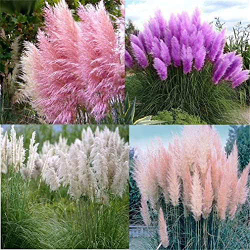 zellajake Rare Flower Seeds Pampas Grass Plant Seeds 2000+ Flower Bonsai Seeds for Home Garden Decoration