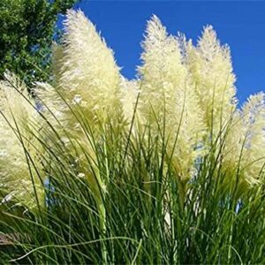 zellajake Rare Flower Seeds Pampas Grass Plant Seeds 2000+ Flower Bonsai Seeds for Home Garden Decoration