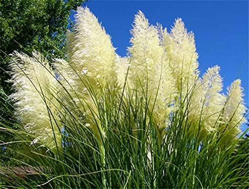 zellajake Rare Flower Seeds Pampas Grass Plant Seeds 2000+ Flower Bonsai Seeds for Home Garden Decoration