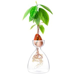 maveite avocado seed sprout starter vase planter pot indoor avocado tree growing vase kit glass garden seed starter planting vase clear avocado seed planter gift for kids adult friends families