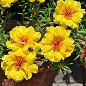 Rare Varieties Portulaca Grandiflora Seeds Moss-Rose Purslane Seeds Mixed Color 2000Pcs