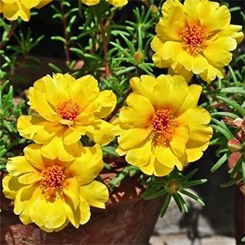 Rare Varieties Portulaca Grandiflora Seeds Moss-Rose Purslane Seeds Mixed Color 2000Pcs