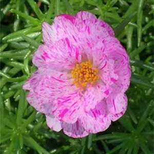 Rare Varieties Portulaca Grandiflora Seeds Moss-Rose Purslane Seeds Mixed Color 2000Pcs