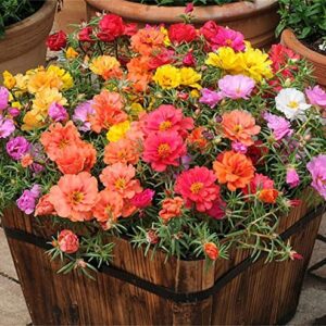 Rare Varieties Portulaca Grandiflora Seeds Moss-Rose Purslane Seeds Mixed Color 2000Pcs