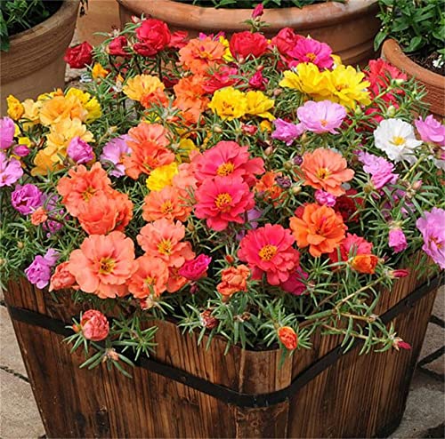 Rare Varieties Portulaca Grandiflora Seeds Moss-Rose Purslane Seeds Mixed Color 2000Pcs