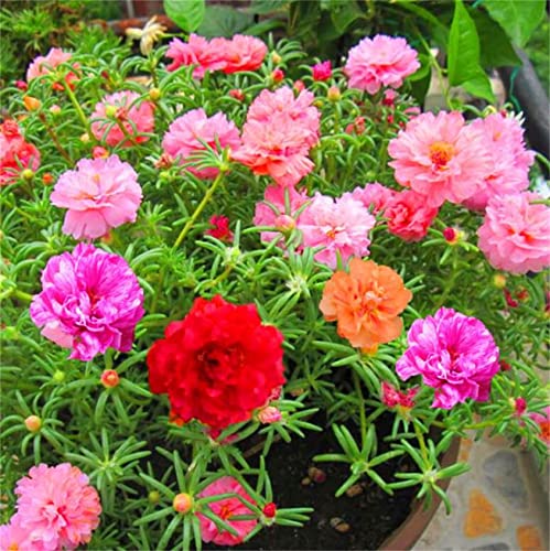 Rare Varieties Portulaca Grandiflora Seeds Moss-Rose Purslane Seeds Mixed Color 2000Pcs