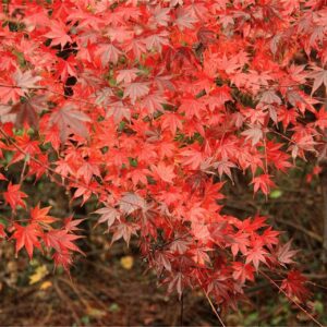 Rare Flower Seeds Rare Seeds Red Japanese Maple Seeds Acer palmatum Seeds atropurpureum Seeds 20 Seeds