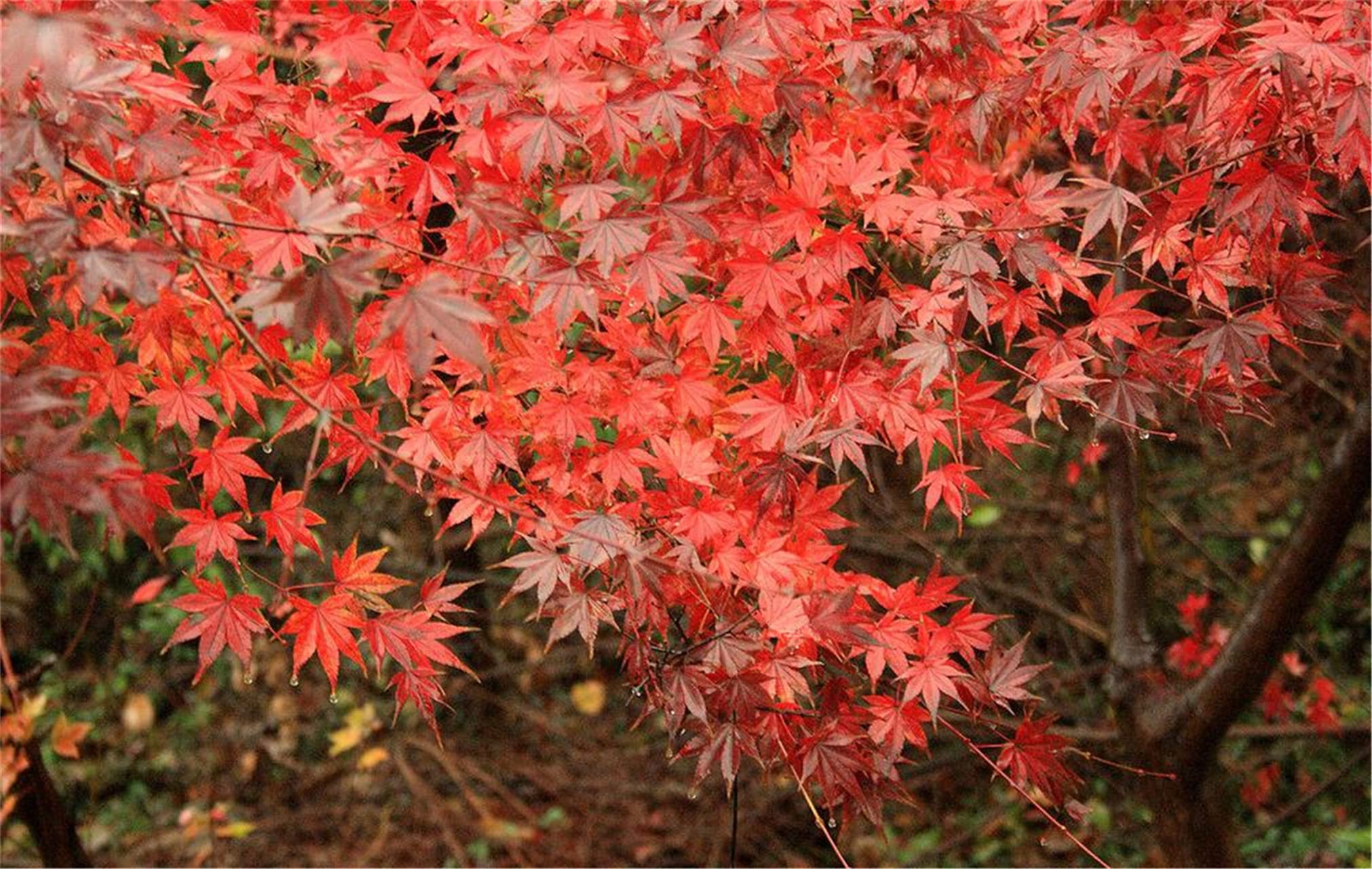 Rare Flower Seeds Rare Seeds Red Japanese Maple Seeds Acer palmatum Seeds atropurpureum Seeds 20 Seeds