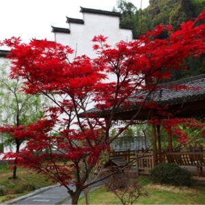 Rare Flower Seeds Rare Seeds Red Japanese Maple Seeds Acer palmatum Seeds atropurpureum Seeds 20 Seeds