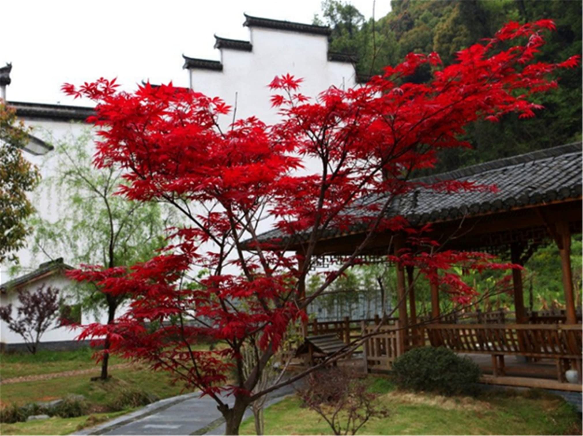 Rare Flower Seeds Rare Seeds Red Japanese Maple Seeds Acer palmatum Seeds atropurpureum Seeds 20 Seeds