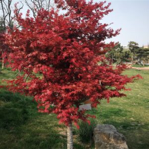 Rare Flower Seeds Rare Seeds Red Japanese Maple Seeds Acer palmatum Seeds atropurpureum Seeds 20 Seeds