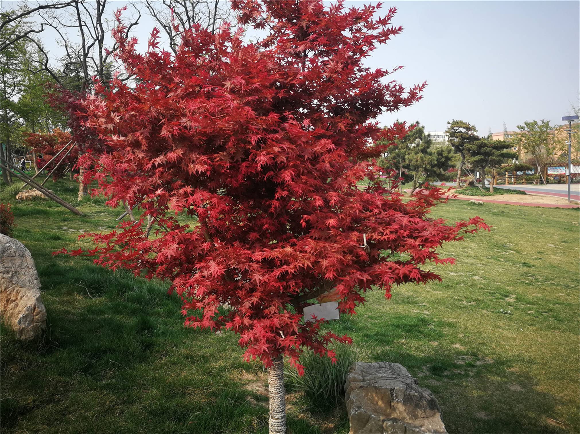 Rare Flower Seeds Rare Seeds Red Japanese Maple Seeds Acer palmatum Seeds atropurpureum Seeds 20 Seeds